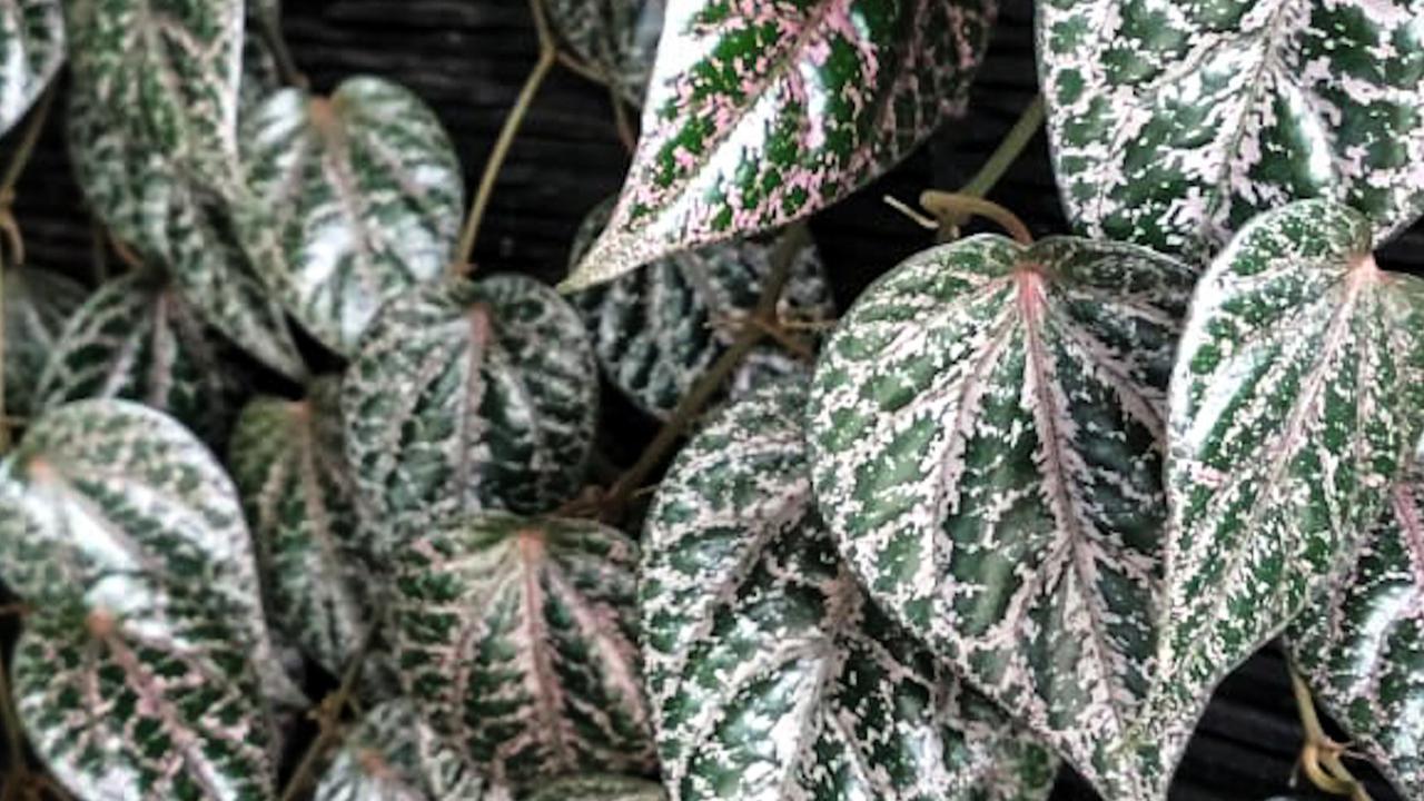 Daun Sirih Merah