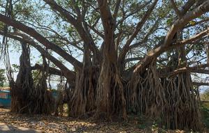 Ilustrasi Pohon Beringin. Photo by Abhijeet Parmar on Unsplash