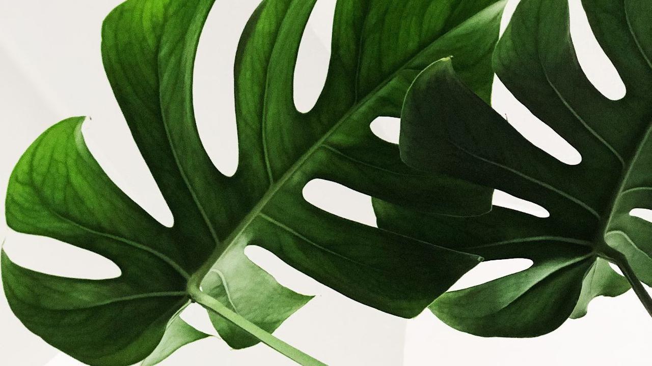 Melansir dari laman ejurnal.litbang.pertanian.go.id, stomata atau mulut daun adalah komponen sel epidermis daun.