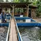 Cara Menambah Populasi Ikan Lele Setiap 3 Bulan agar Kolam Terus Menghasilkan, Produksi Stabil