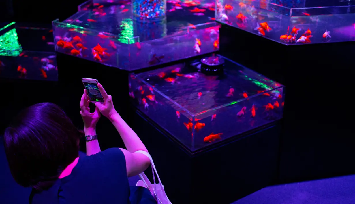 Seorang wanita mengambil gambar ikan mas saat pratinjau pers dari pameran EDO Nihonbashi Art Aquarium 2018 di Tokyo, Jepang (5/7). Pameran tahunan di Tokyo ini akan dibuka untuk umum mulai 6 Juli hingga 24 September 2018. (AFP Photo/Martin Bureau)