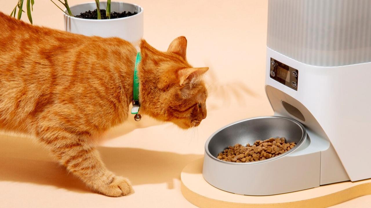 Apakah Bahaya Jika Tidak Sengaja Makan Makanan Kucing? Begini Faktanya