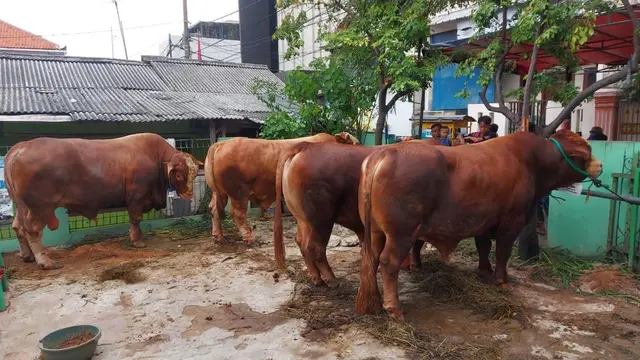 Sapi