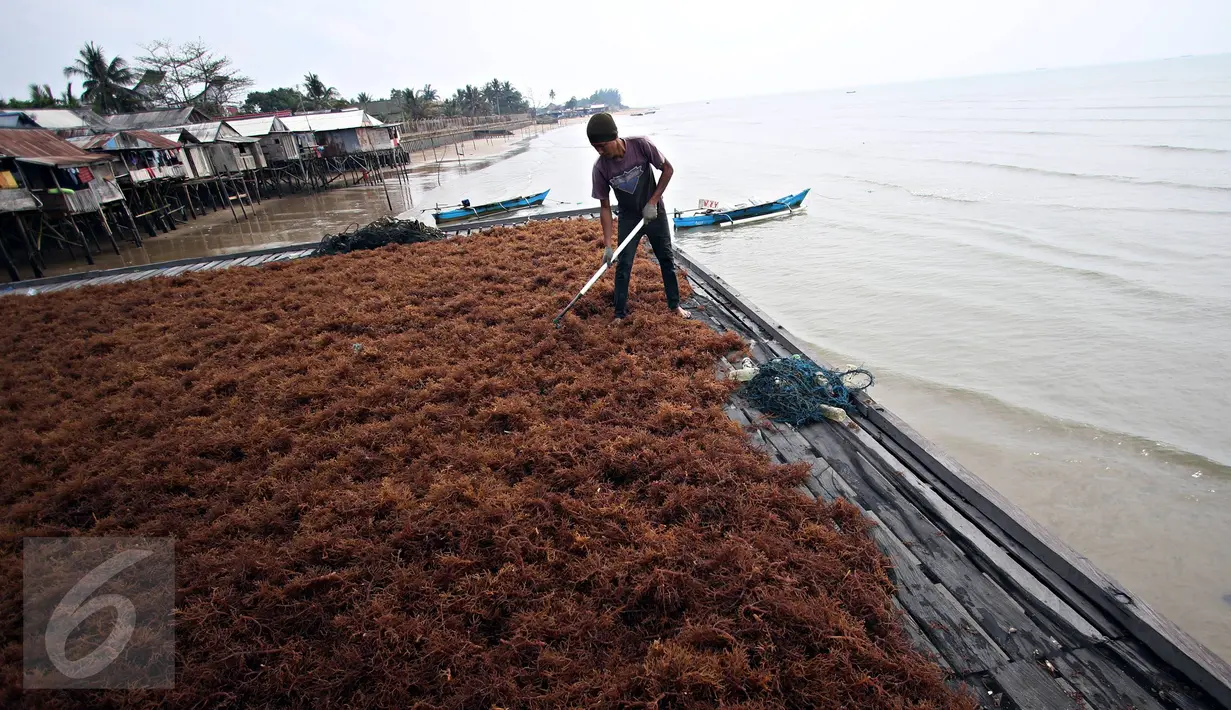 Kelompok Tani Sumber Laut Berjaya binaan PT Pertamina menjemur hasil panen rumput laut di Kampung Manggar, Balikpapan, Kamis (29/10). Pada 2020, Menteri Susi Pudjiastuti melarang ekspor bahan baku mentah rumput laut. (Liputan6.com/Immanuel Antonius)