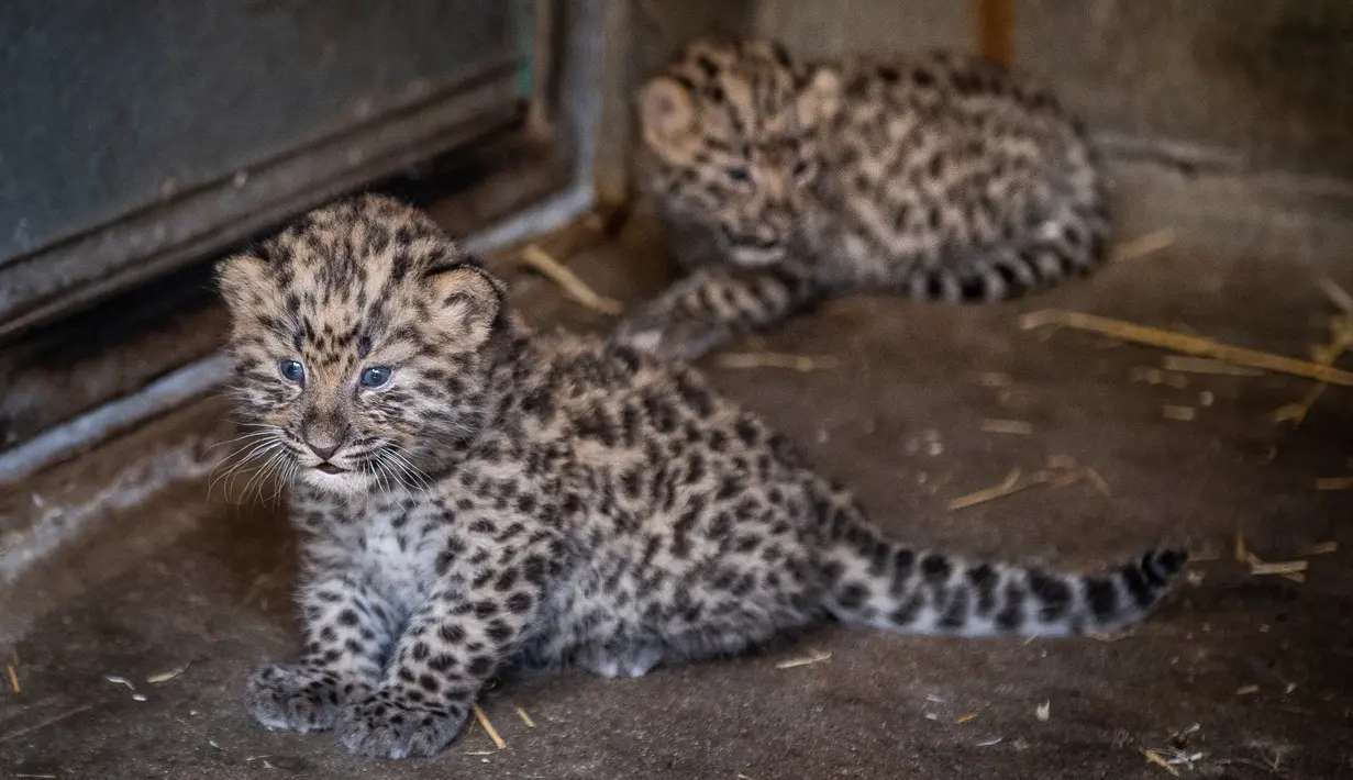 Bayi macan tutul terlihat di kandangnya, Kebun Binatang Kopenhagen, Denmark pada 10 Juli 2019. Bayi macan tutul tersebut kini sudah dipasang chip dan menambah koleksi penghuni kebung binatang tersebut. (Photo by Liselotte Sabroe / Ritzau Scanpix / AFP)