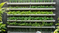 5 Cara Membuat Kebun Vertikal dari Talang Air Bekas, Solusi Berkebun di Lahan Sempit