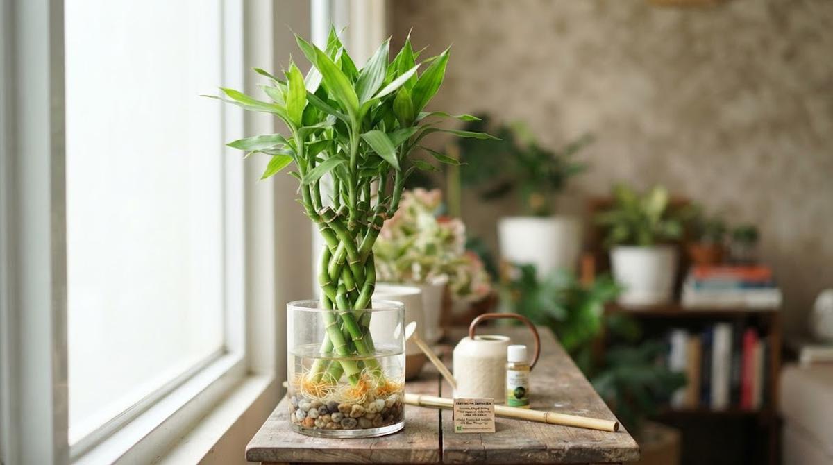 Cara Merawat Bambu Rezeki agar Tidak Menguning