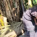 Kekeringan Ekstrem, Warga di NTT Korek-Korek Pohon Pisang Cari Air Demi Bertahan Hidup