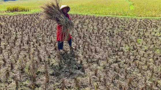 Puluhan Hektar Sawah di Jonggol Gagal Panen Akibat Wereng dan Kekeringan
