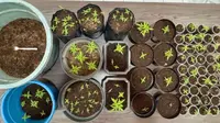 Geger Sekdes di Bungbulang Garut Tanam Ganja Dalam Rumah, Sudah 3 Kali Panen