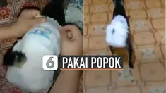 Ternyata tidak hanya manusia saja yang dapat menggunakan popok. Tetapi hewan pun bisa seperti kucing ini yang mengalami diare.