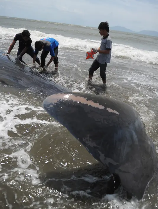 Aktivis lingkungan mengukur panjang paus yang mati terdampar di Pantai Alue Naga, Banda Aceh, Kamis (4/8). Paus tersebut memiliki panjang 10 meter dan berat sekitar 2 ton. (AFP PHOTO/ Chaideer Mahyuddin)