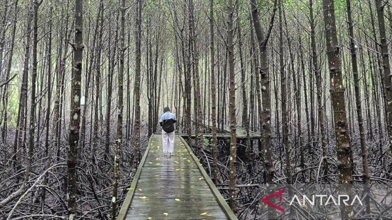 Dispar Kaltim Angkat Pesona Ekowisata Mangrove Kaltim untuk Tarik Wisatawan