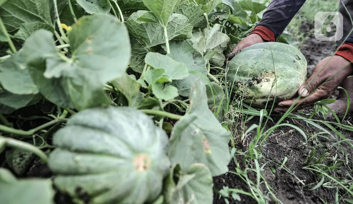 Petani menunjukkan blewah yang hampir matang di Kabupaten Bekasi, Jawa Barat, Kamis (15/4/2021). Hasil panen biasanya sudah dinanti tengkulak dengan harga jual Rp 5.000 per buah. (merdeka.com/Iqbal S. Nugroho)
