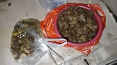 Tapir Dibantai di Lampung, Dimasak Rica-Rica dan Dibagikan ke Warga