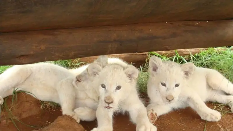 singa putih, albino