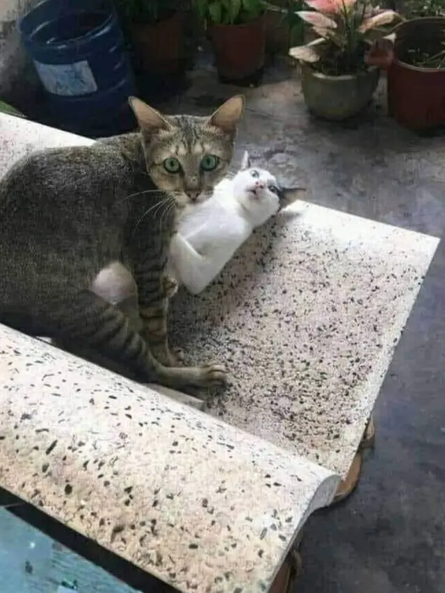 8 Potret Kocak Kucing Ketahuan Lagi Bermesraan Ini Bikin Geleng Kepala