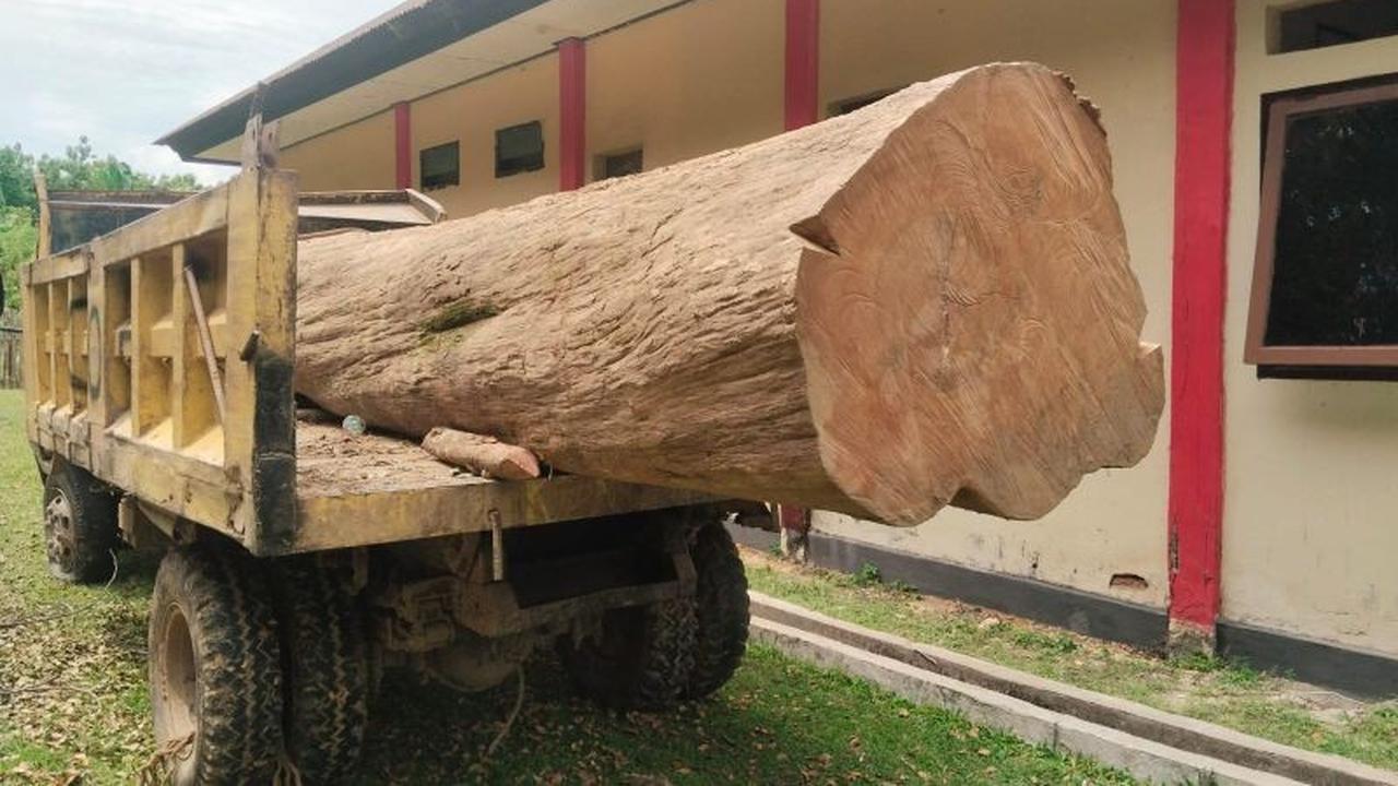 BKSDA Sultra Limpahkan Kasus Pembalakan Liar Jati Muna ke Gakkum Kehutanan