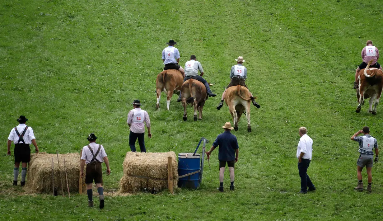 Sejumlah petani berusaha mengendalikan sapi mereka saat ikut ambil bagian dalam lomba balapan sapi tradisional di Desa Bavarian, dekat Danau Starnberg, Jerman, Minggu (28/8). (AP Photo/Matthias Schrader)