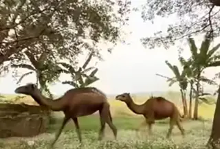 Berkah Wafa Farm yang ada di Dusun Dateng, Desa Watesnegoro, Kecamatan Ngoro, Kabupaten Mojokerto, Jawa Timur, menernak unta untuk dijadikan alternatif hewan kurban. (Liputan6.com/ Dok Ist)