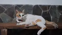 Ragam Hoaks Seputar Kucing yang Beredar di Medsos, Simak Faktanya