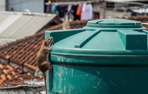 Ilustrasi Tikus. (Foto: Gemini AI)