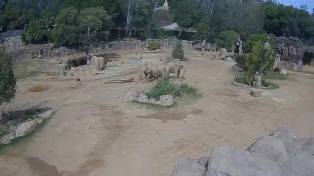 Fenomena Unik Kawanan Gajah