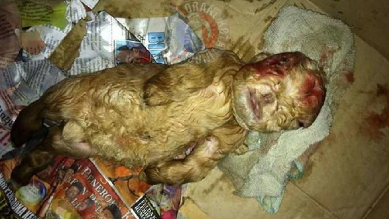 Geger, Anak Kambing Berwajah Mirip Manusia
