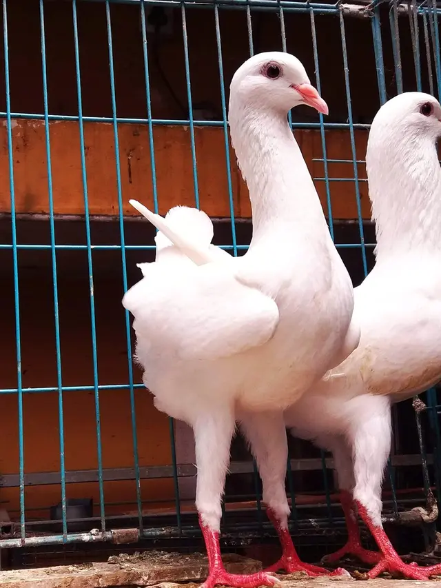 Viral Video Merpati Punya Kaki Mirip Ayam, Curi Perhatian Netizen