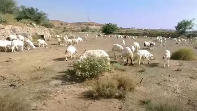 Gembala kambing di Arab Saudi. (Foto: Tangkapan layar video YT Iday Adventurer)