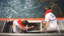Sejumlah relawan saat melepas ratusan tukik ke Samudera Atlantik di Boca Raton, Florida (27/7).  Kegiatan ini untuk menjaga populasi kehidupan penyu-penyu laut tersebut. (Joe Raedle/Getty Images/AFP)