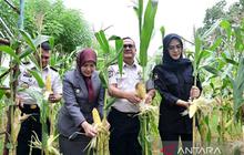 Warga Binaan Panen Raya Sulsel Hasilkan 2,6 Ton Pangan, Dukung Ketahanan Nasional dan Bantuan Bencana