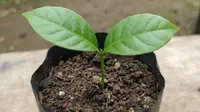 Cara Menanam Buah Matoa dari Biji, Tumbuh Subur dan Buah Manis Melimpah