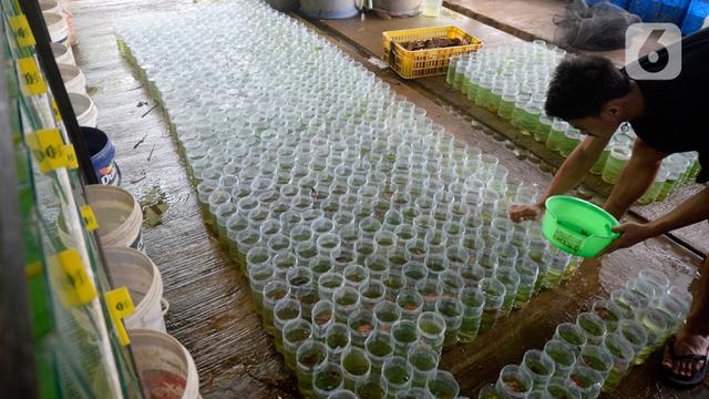 Budidaya Ikan Cupang