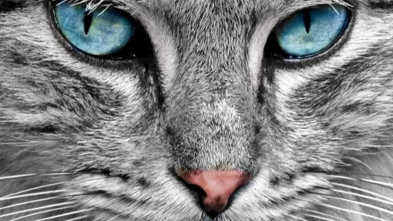 Masih Ada Hubungan Keluarga, Mengapa Mata Singa Beda dengan Kucing?