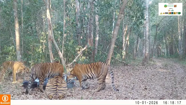 Tangkapan layar kemera jebak di Taman Nasional Way Kambas (TNWK), Lampung Timur, Lampung memperlihatkan induk harimau Sumatera dan 3 anaknya sedang minum di bak air