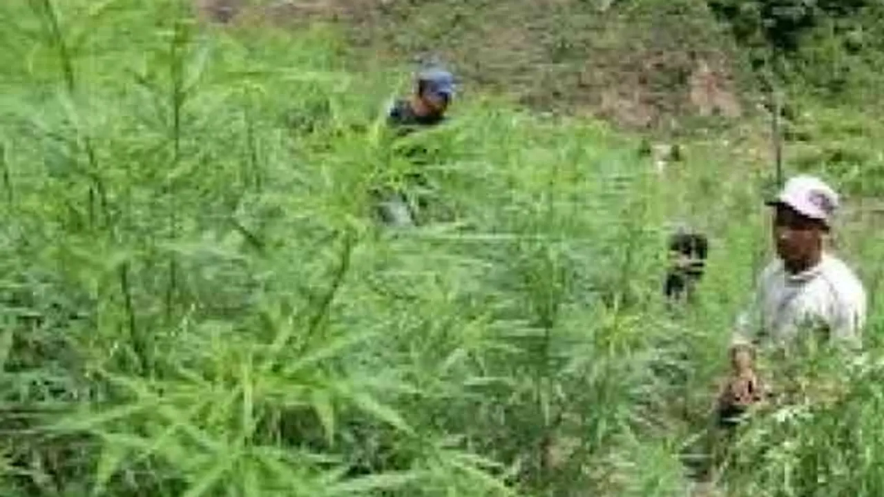 Penangkapan Pemilik Ladang Ganja, TNI Temukan Bendera Bintang Kejora