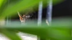 Emma, badak putih betina berusia lima tahun, beristirahat di Kebun Binatang Tobu di Miyashiro, pinggiran Tokyo pada 11 Juni 2021. Badak itu memulai masa tinggalnya di Kebun Binatang Tobu Jepang dengan badak berusia 10 tahun, Moran, yang akan menjadi pelamar pertamanya. (Philip FONG / AFP)