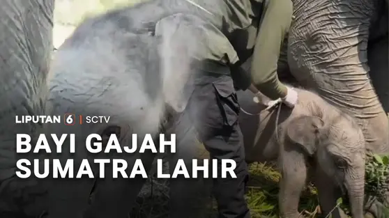 Bayi Gajah Sumatra Lahir