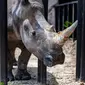 Emma, badak putih betina berusia lima tahun, berdiri di Kebun Binatang Tobu, prefektur Saitama, pinggiran Tokyo pada 11 Juni 2021. Menurut rencana, badak itu seharusnya sudah pergi sejak bulan Maret, tetapi rencananya digagalkan oleh pandemi Virus Corona COVID-19. (Philip FONG / AFP)