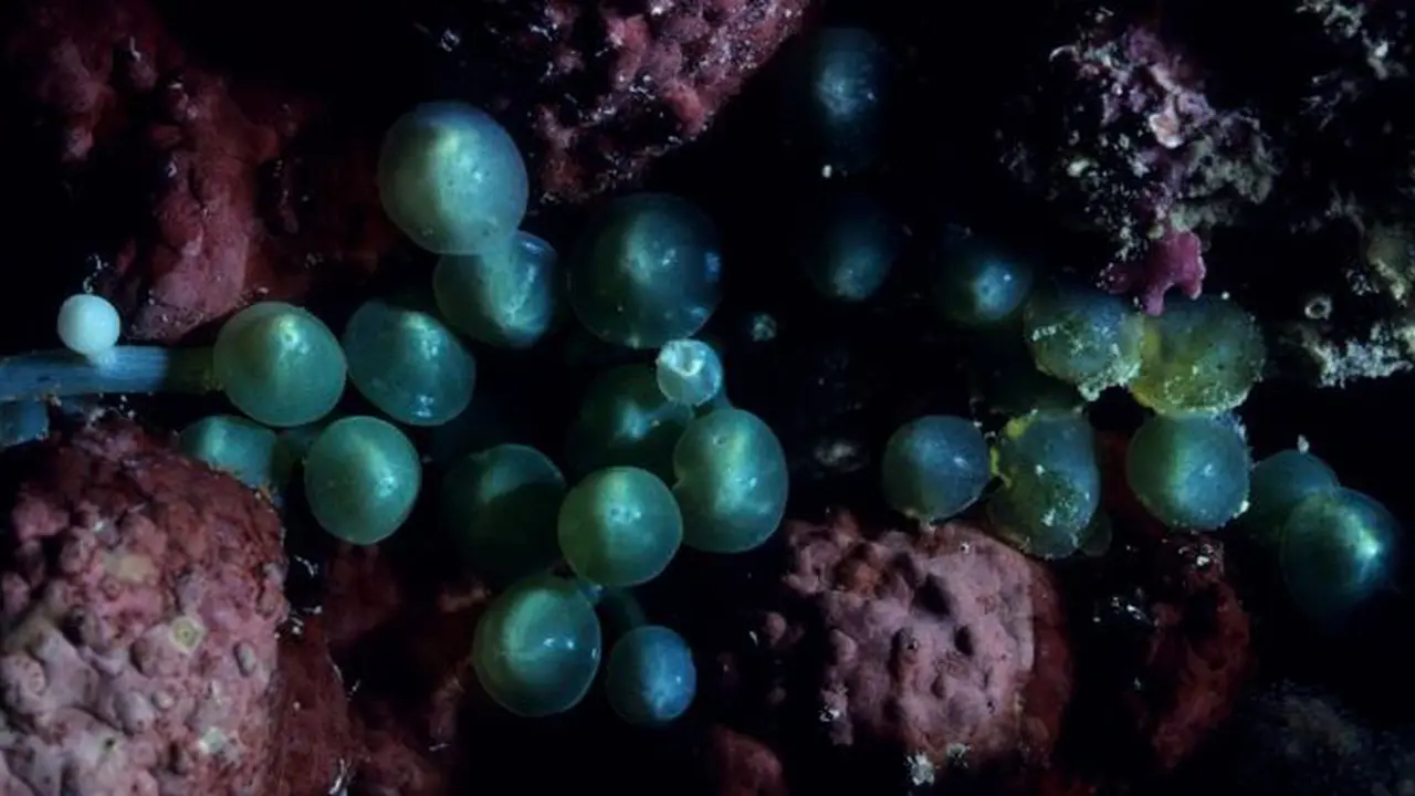 alga uniseluler