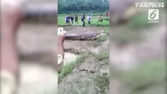Sebuah video merekam seekor buaya mengejar warga di perkampungan.