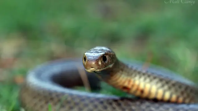ular berbisa