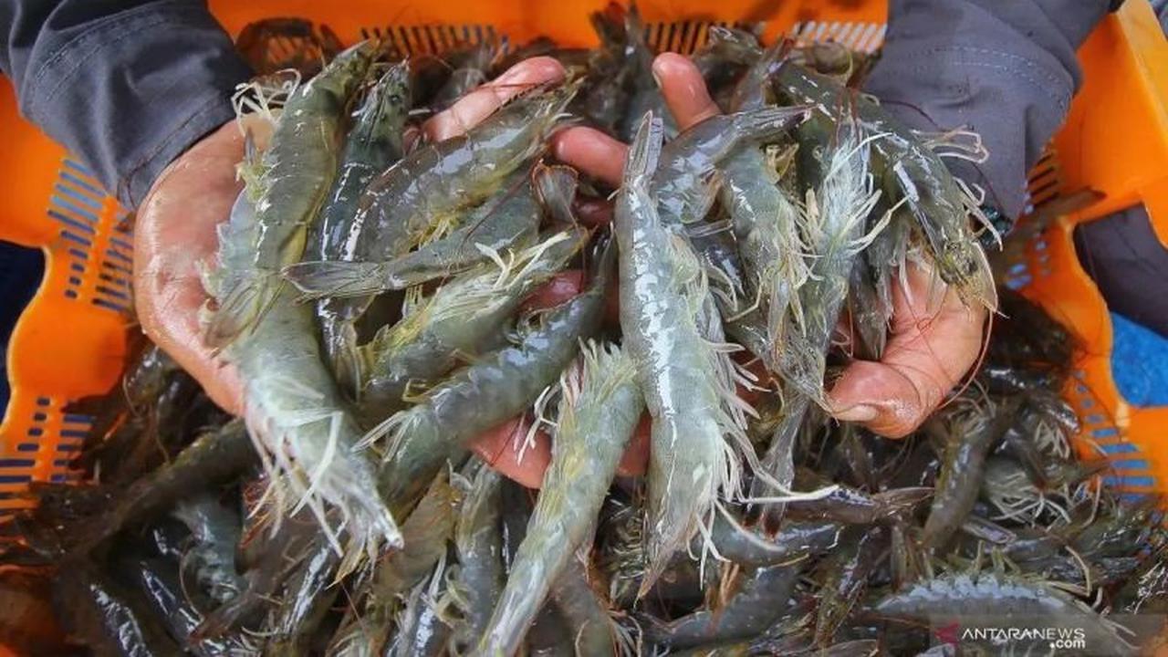 Fakta Unik: KKP Kembangkan Induk Udang Lokal Nusa Dewa, Perkuat Budidaya Udang Nasional dari Hulu