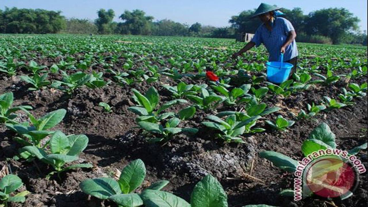 Petani Tembakau