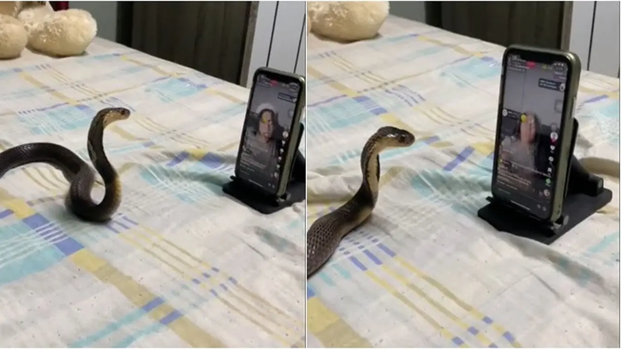 Momen Ular Asyik Nonton Live TikTok Ini Serius Banget, Ujungnya Pusing Sendiri