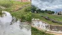 Video Munculnya Ular Anaconda Jumbo di Pemukiman Ini Penampakannya Bikin Ngeri (sumber: TikTok/gabrito4)