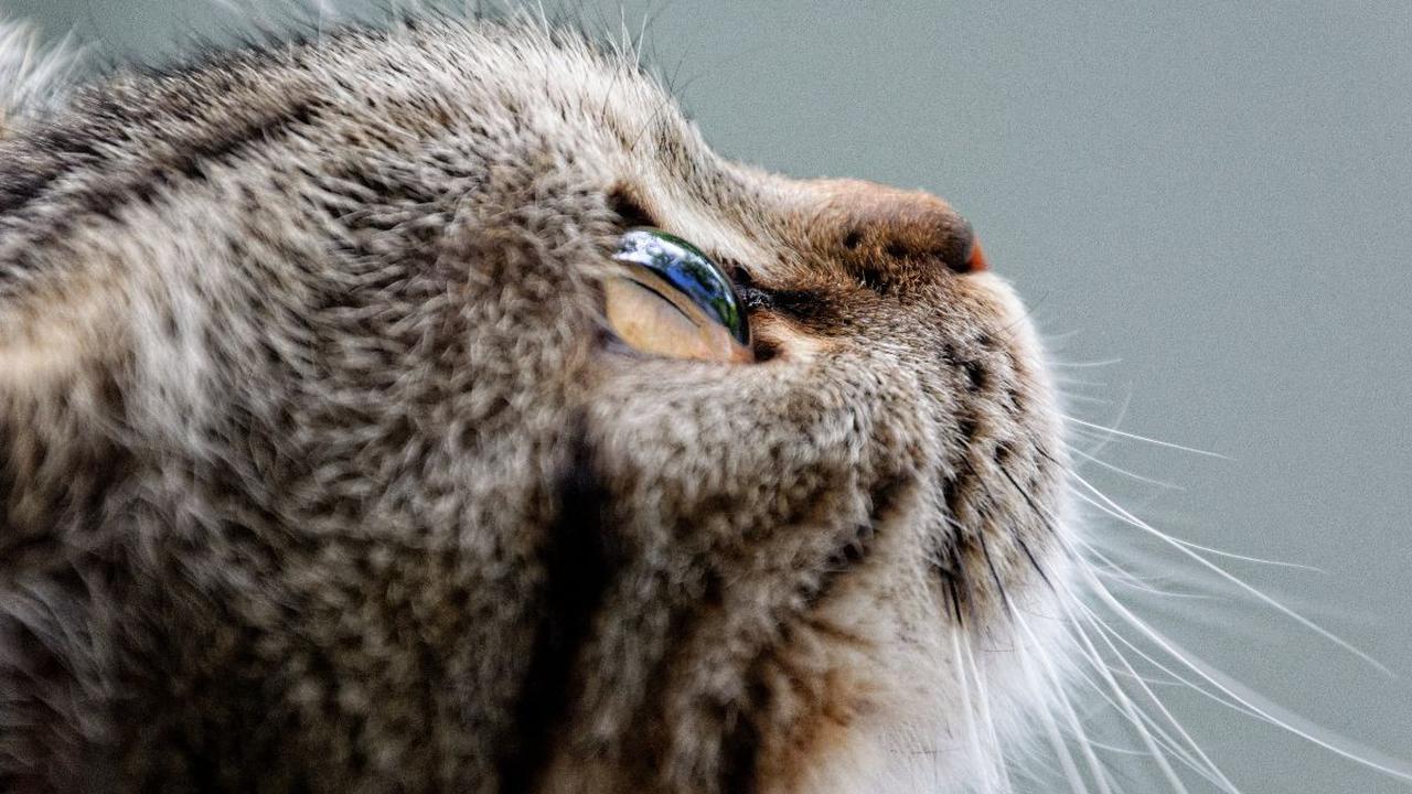 Risiko Kesehatan British Shorthair