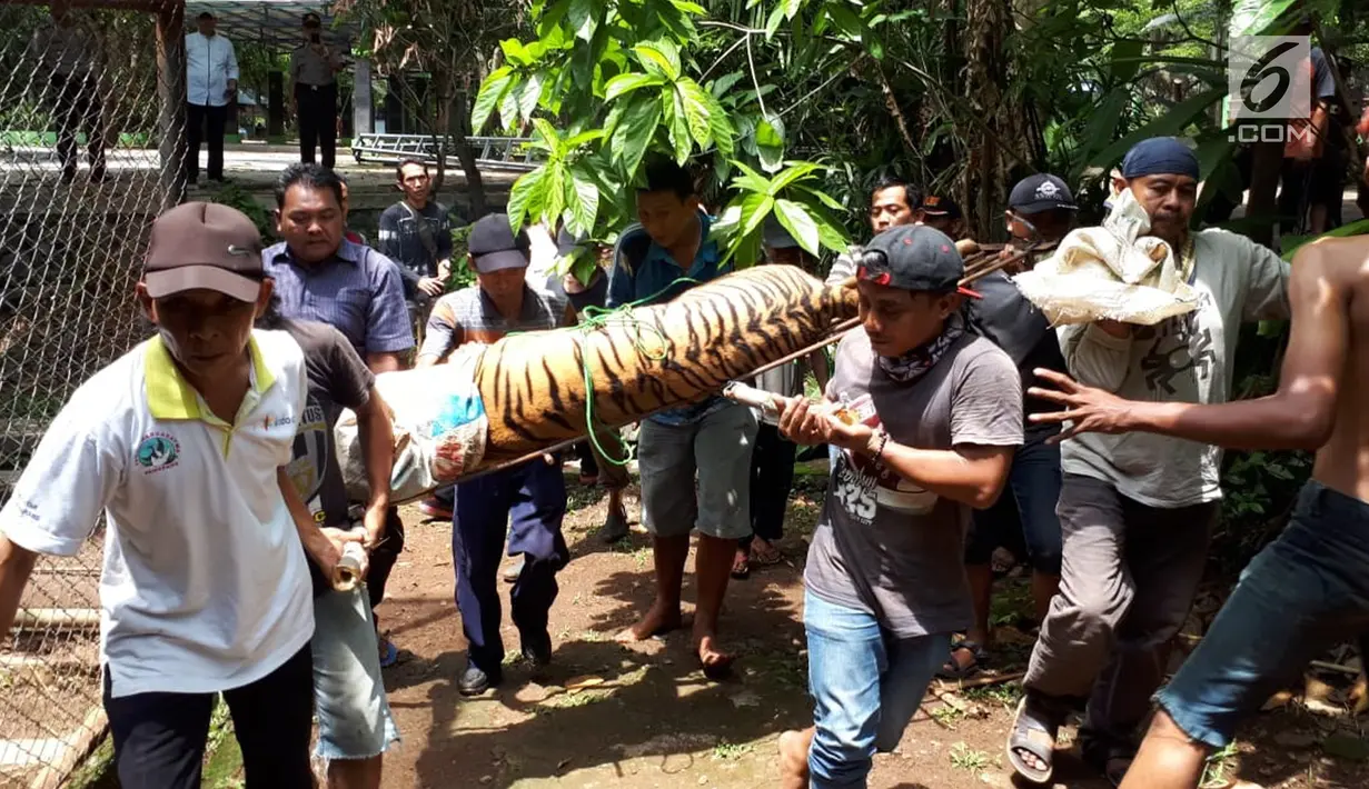 Petugas membawa harimau yang lepas dari kandang di Kebun Binatang Taman Marga Satwa Mangkang, Semarang, Jawa Tengah, Rabu (5/12). Dua harimau lepas dari kandangnya di Kebun Binatang Taman Marga Satwa Mangkang. (Liputan6.com/Gholib)