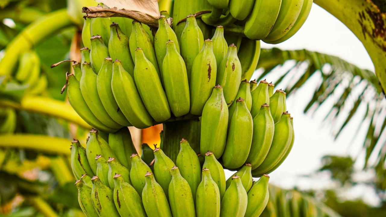 Pisang Hijau Menawarkan Manfaat Pati Resisten<br>